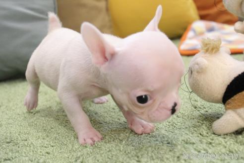 成約済の愛知県のフレンチブルドッグ-212866の14枚目